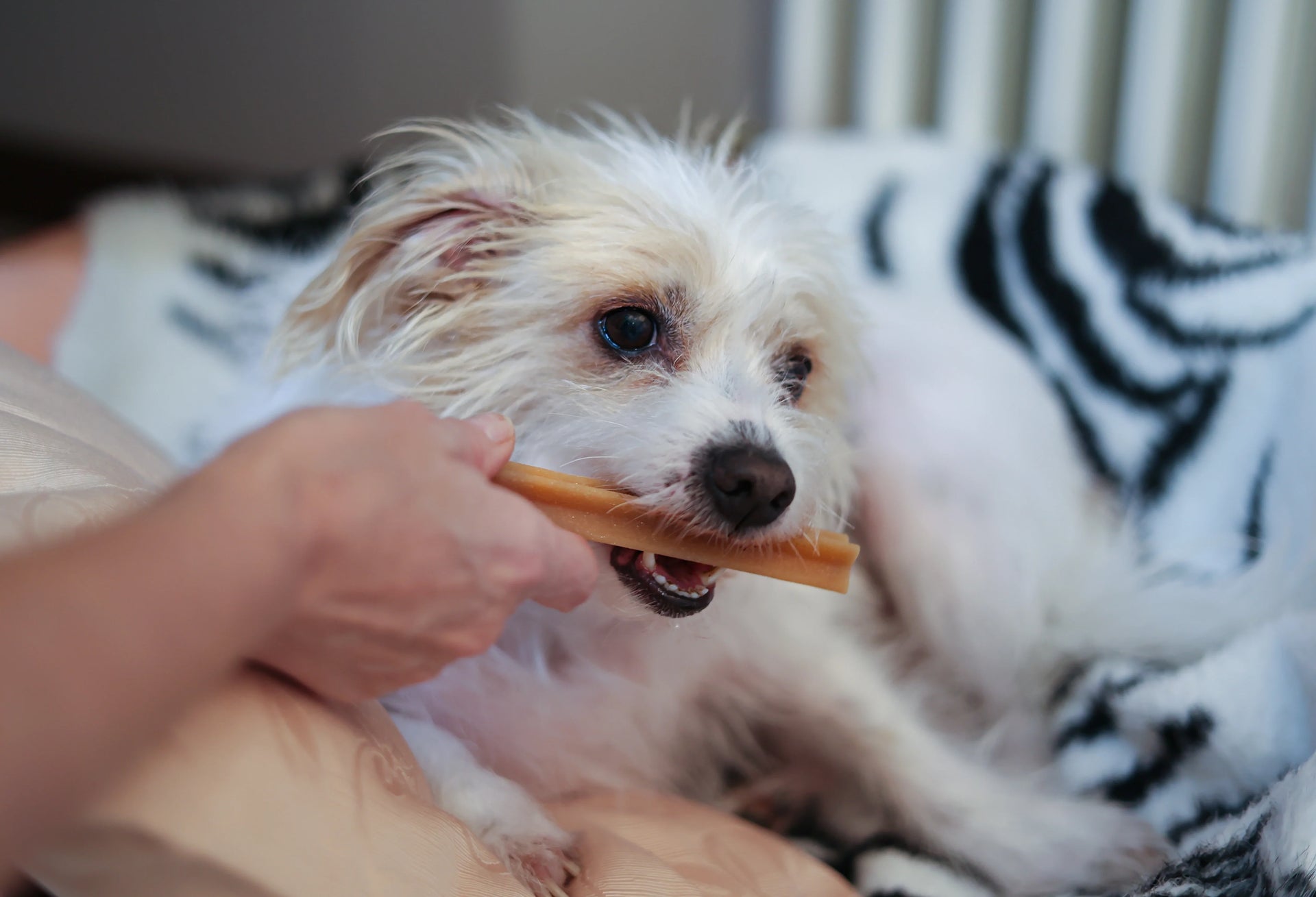 5 Best Natural Dog Treats in 2026